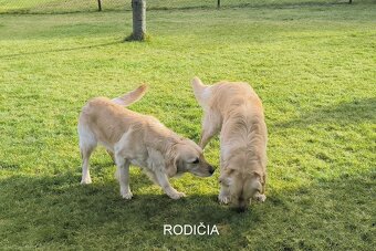 ZLATÝ RETRIEVER - 5