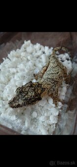 PAGEKONA Auriculatus - 5