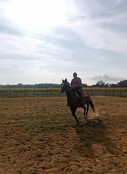 Kobyla appaloosa - 5