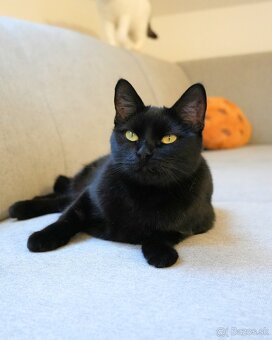 Mačička HILDA hľadá domov - 5