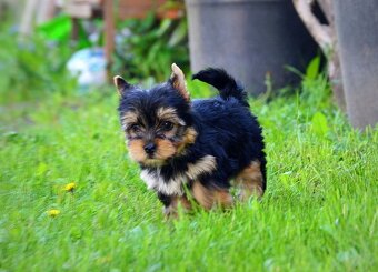 Yorkshirsky terrier mini - 5