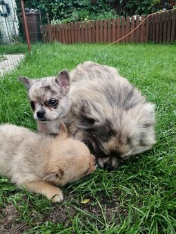 pomeranian x civava - 5