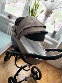 Kočik Bebetto Holland - 5