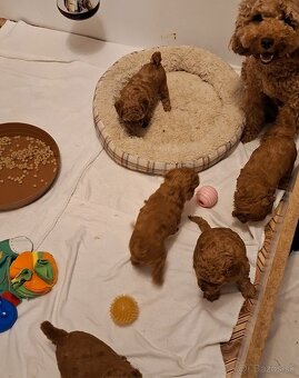 Pudlik pudel trpasličí-stredný fenky - 5