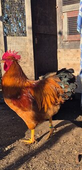 Hempšír na predaj - 5