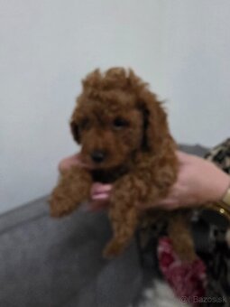 Pudlík,pudel - toy - 5