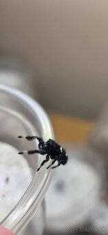 Skákavky Phidippus regius - 5