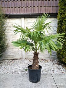 Mrazuvzdorne palmy - Trachycarpus Fortunei - 5