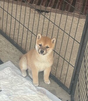 Shiba inu - 5