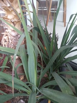 Yucca gloriosa, juka gloriosa mrazuvzdorna - 5
