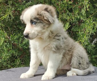Border kolie , Collie , kolia - 5