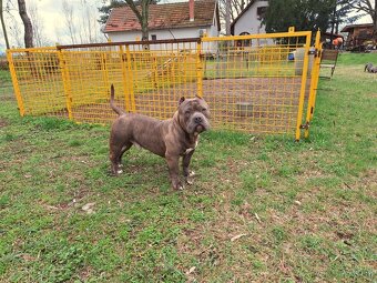American Bully Pocket - 5