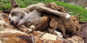 Americký Stafordšírsky Teriér šteniatka - 5