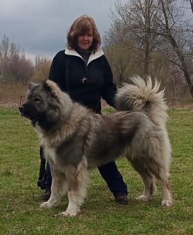 Kaukazsky ovčiak s PP FCI - 5