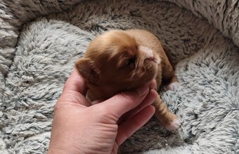 Yorkshire terrier - 5