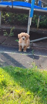 Maltipoo+maltipoo=red maltipoo - 5