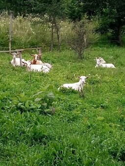 Brigáda v prirode - 5