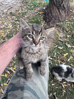 Darujem Mačiatka - 5