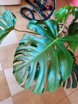 Monstera1, stálozelený izbový kvet - 5