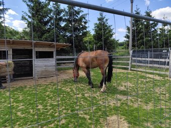 Na predaj ťazna kobyla - 5