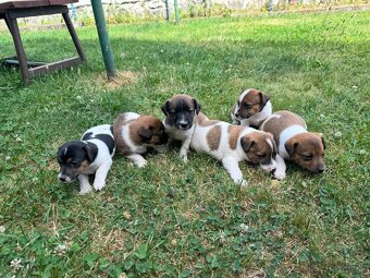 Jack Russell - 5
