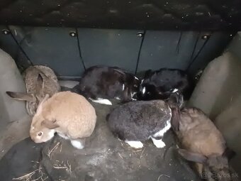 Predám zajace - 5