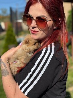 Oranžový špic -Pomeranian - 5