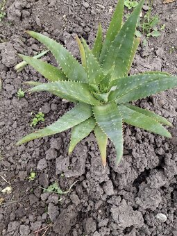 Aloe vera - 5