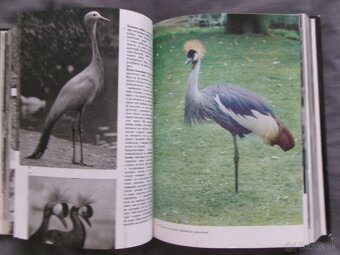 Veľký obrazový atlas vtákov - Jan Hanzák. - 5
