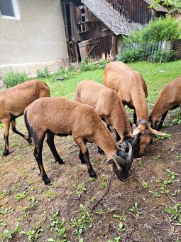 Kamerunské ovce - 5