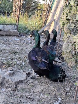 Kajuga káčer výmena alebo predaj - 5