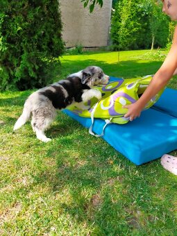 Border Kolia steniatka Border Collie - 5