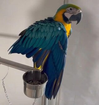 Krásne modro-zlaté ara v ponuke - 5