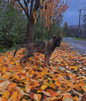 Nemecký ovčiak - 5