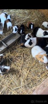 Marca morčatá, morské prasa - 5