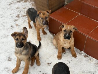 Predám Šteniatka - 5