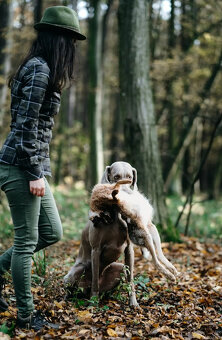 Weimarský krátkosrstý stavač - štěniatka s PP - 5