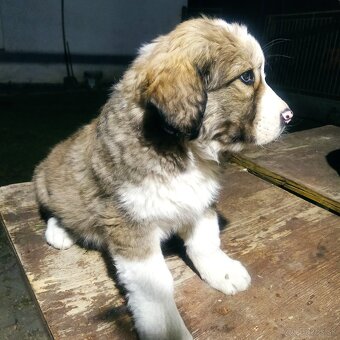 stredoázijský ovčiak - 5