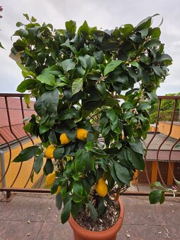 Predam krasne citronovniky... - 5