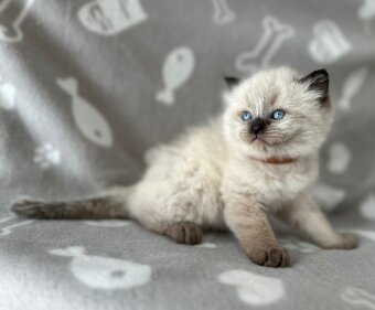 Ragdoll kocúrikovia - 5