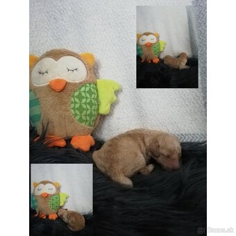 Pudel, pudlik toy/trpaslik bez pp - 5