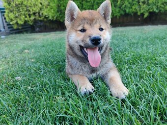 Shiba inu psýky s PP - 5