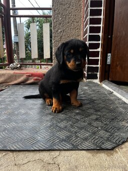 Predám šteniatka Rotweiller x Kopov - 5