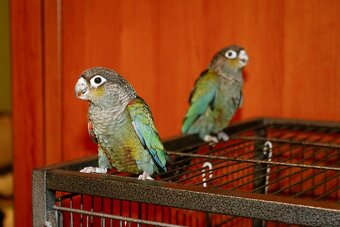 Pyrura perlata - ručný dokrm - 5