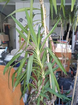 izbova rastlina, dracena vysoka 2.60 m - 5