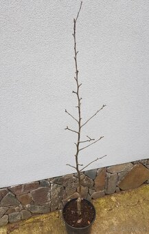 Moruša - 5