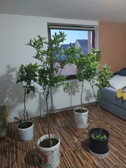 Citrus pomarančovník mandarinka - 5