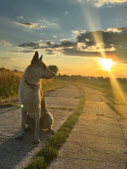 Československý vlčiak - 5