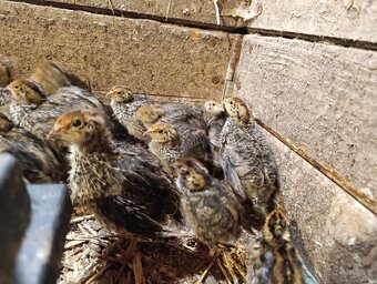 Japonské prepelice - 5