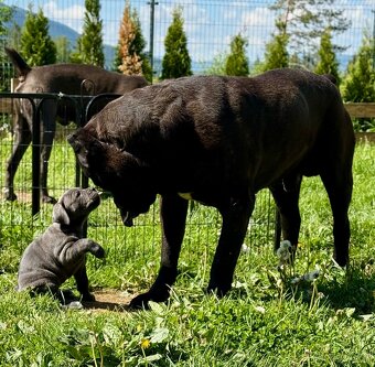 Predam steniatka cane corso - 5